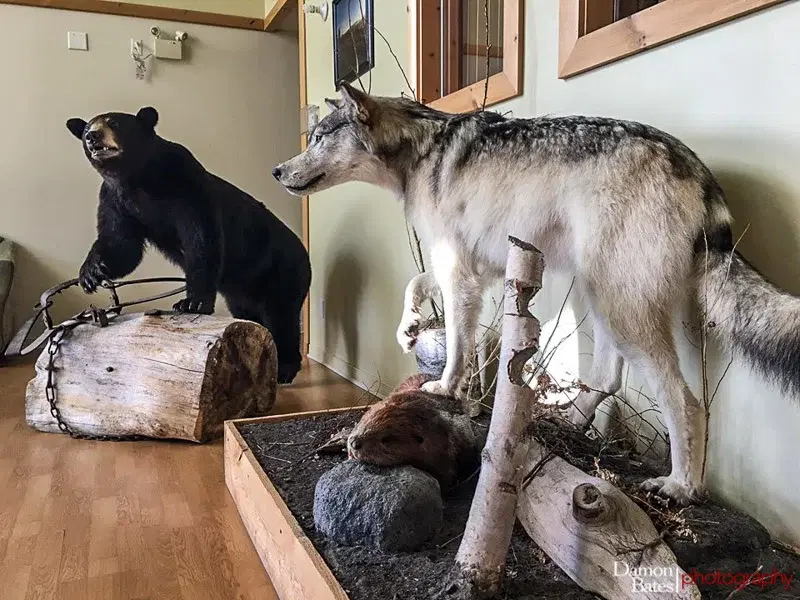 Dirt tracks, day one