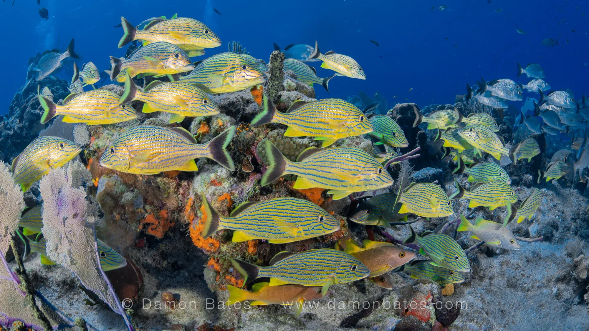 Coral reef underwater photograph 2 by Damon Bates