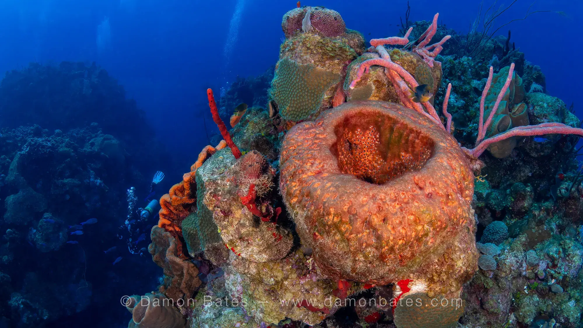 Giant barrel sponge and tube sponges on the reef at Orange Canyon, Grand Cayman — underwater photograph by Damon Bates