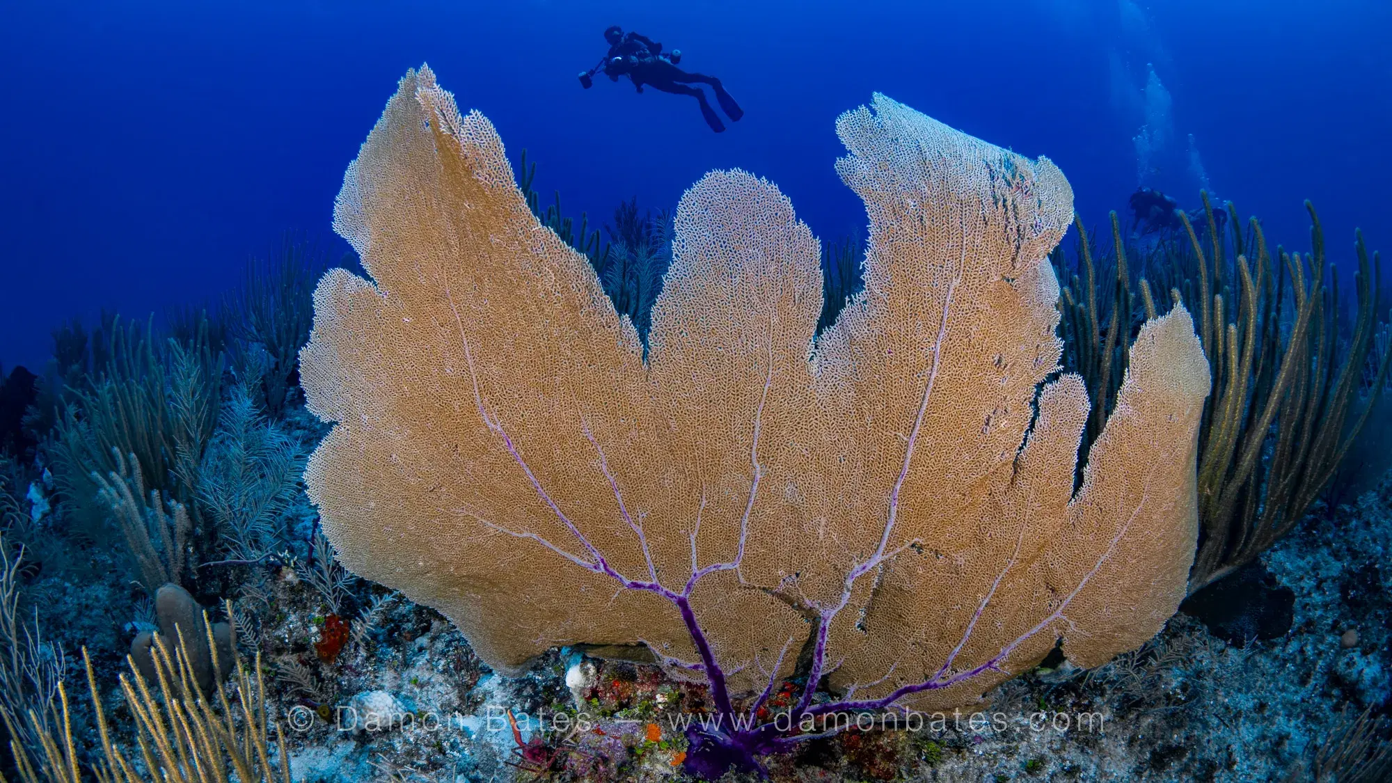 Large sea fan on the reef with a scuba diver in the background, Ocean Frontiers, Grand Cayman — underwater photograph by Damon Bates