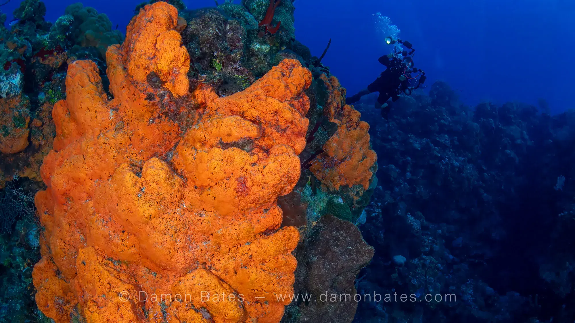 Massive orange sponge on the reef wall at Orange Canyon, with a scuba diver in the background, Grand Cayman — underwater photograph by Damon Bates