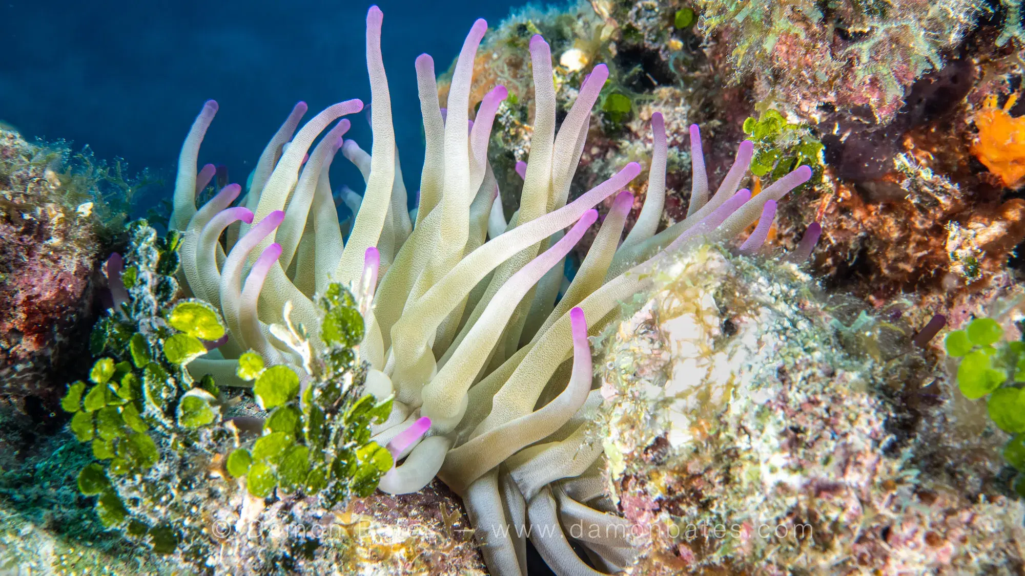 Pink-tipped anemone on the reef, Ocean Frontiers, Grand Cayman — underwater photograph by Damon Bates