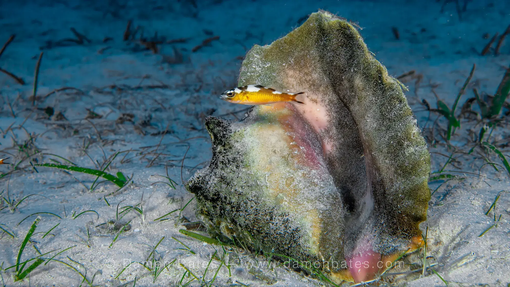 Queen conch shell on a seagrass bed with a small fish, Grand Cayman — underwater photograph by Damon Bates