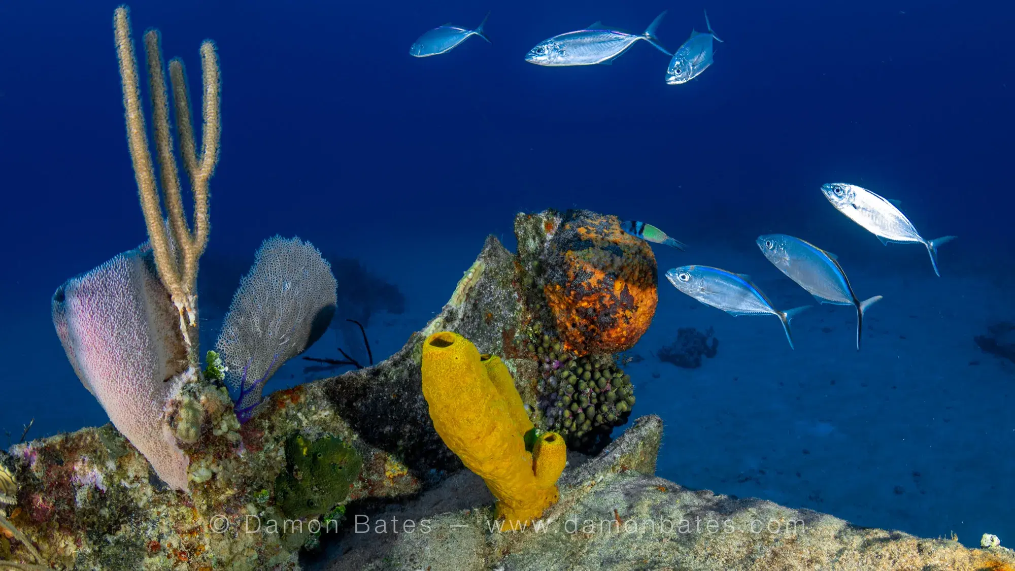 Colorful sponges and sea fans on a reef wall with fish in open water, Ocean Frontiers, Grand Cayman — underwater photograph by Damon Bates