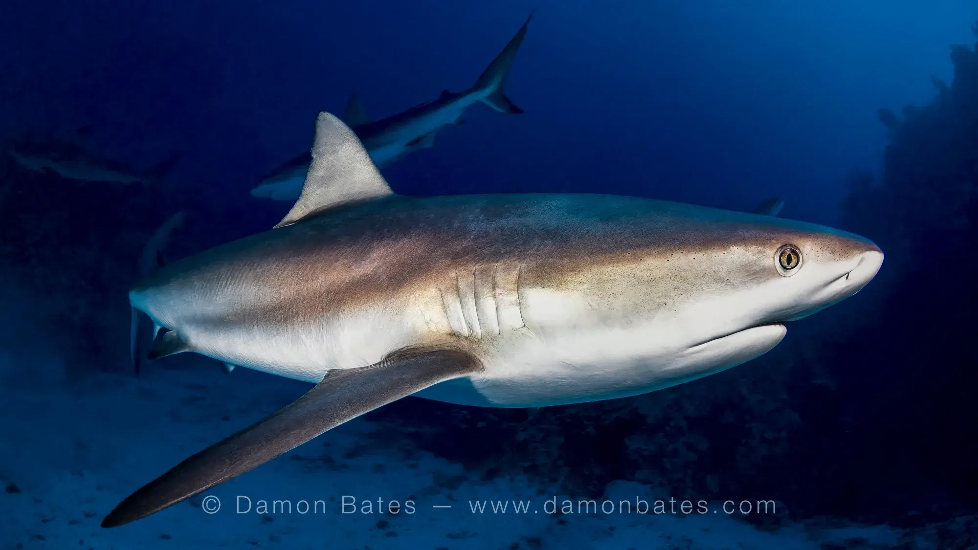 Shark underwater photograph 1 by Damon Bates