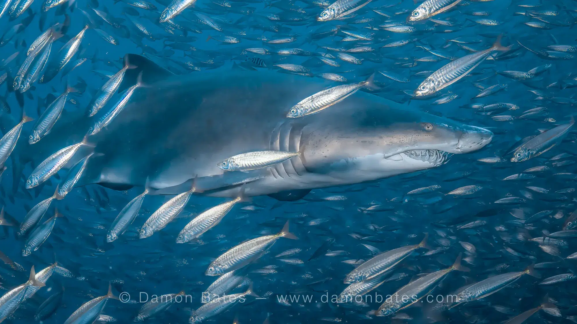 Shark underwater photograph 2 by Damon Bates