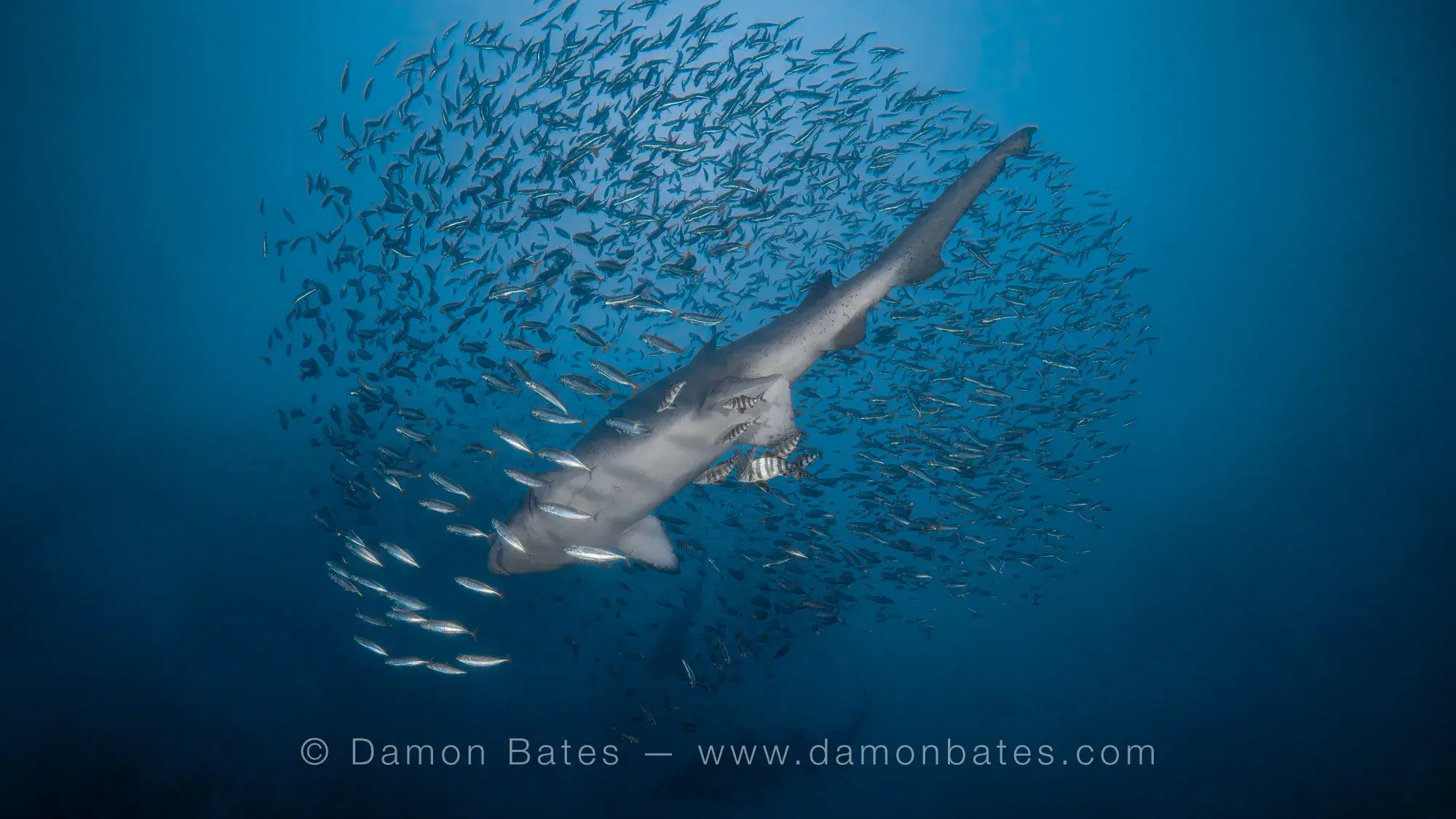 Shark underwater photograph 5 by Damon Bates