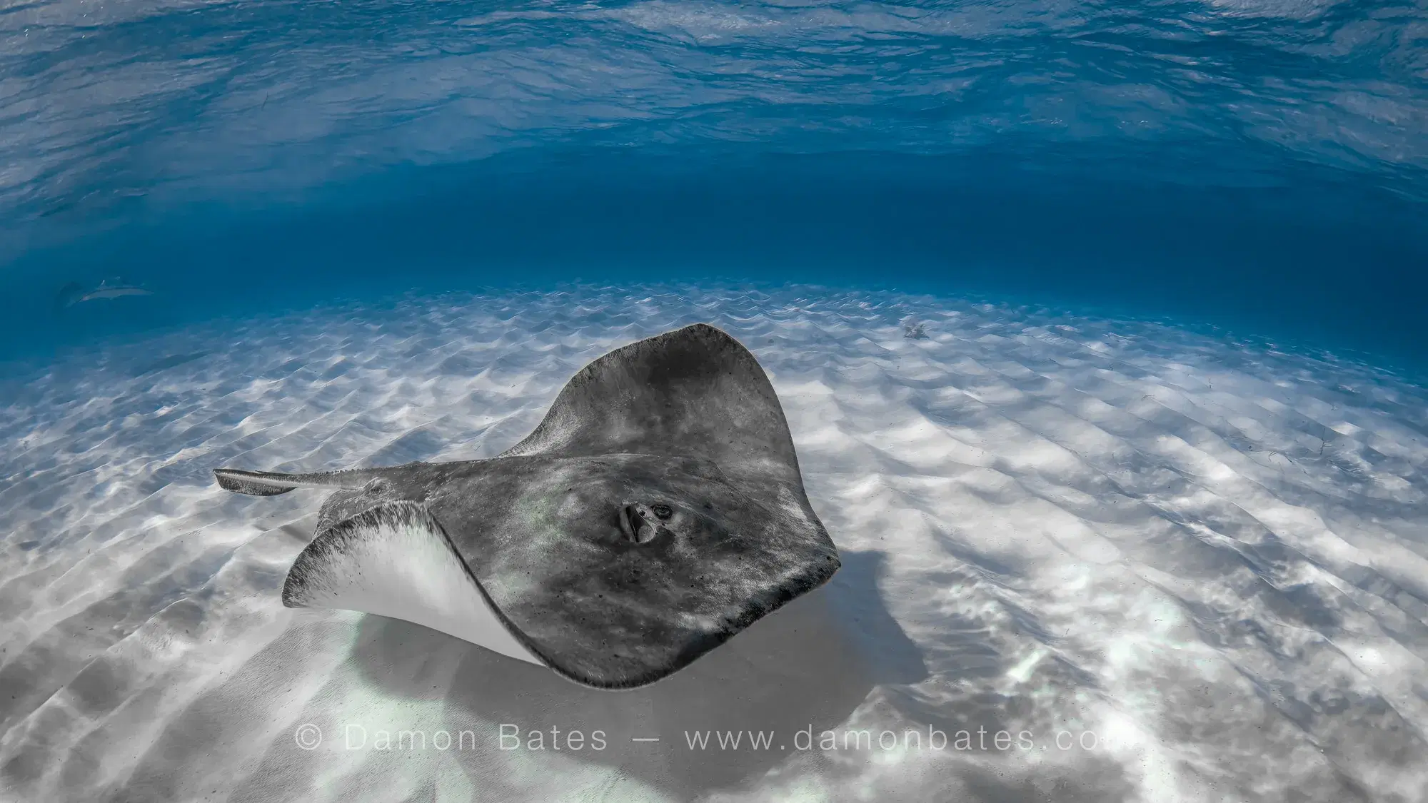 Southern stingray viewed from above over a sandy seafloor, Stingray City, Grand Cayman — underwater photograph by Damon Bates