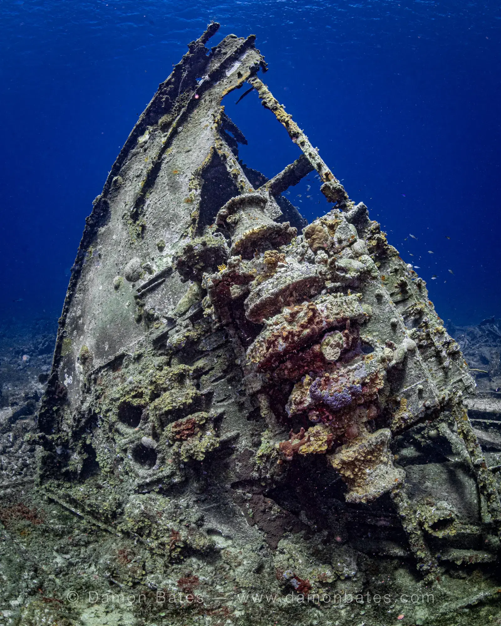 Coral-encrusted bow of the Cartanza shipwreck rising from the seafloor, St. Thomas, USVI, 2021 — underwater photograph by Damon Bates