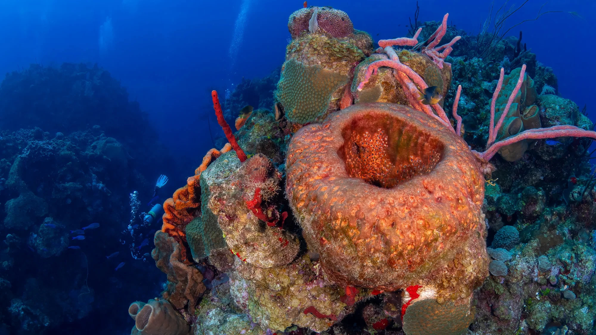 Underwater photography by Damon Bates