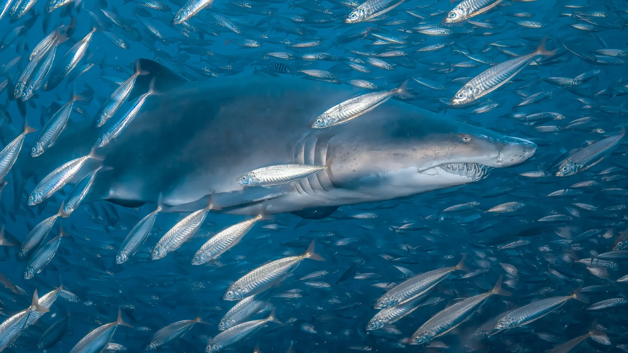Underwater photography by Damon Bates