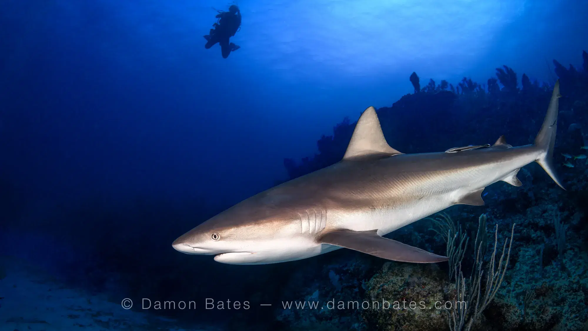 Caribbean reef shark passing a diver silhouette in open blue water — underwater photograph by Damon Bates